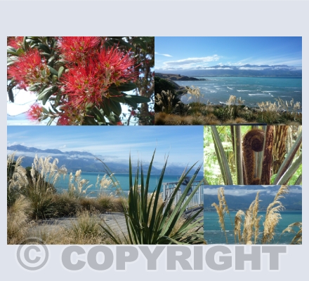 New Zealand Images
