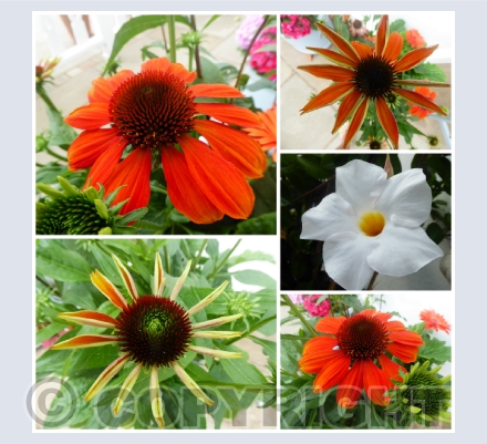 Flowers & Trees