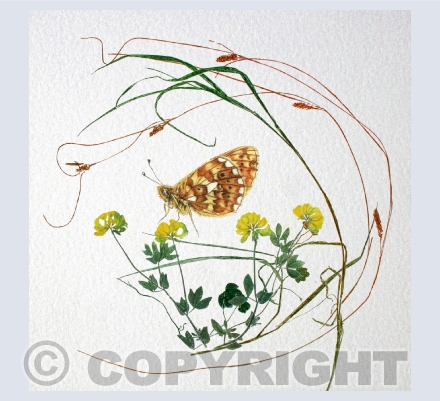 Butterflies and bugs