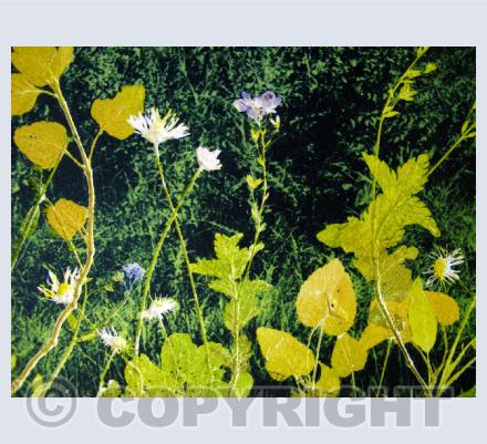 Plants