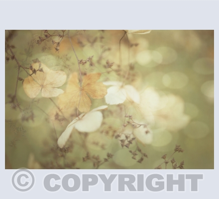 Floral - Spring