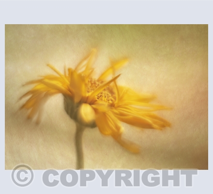 Single Flowers