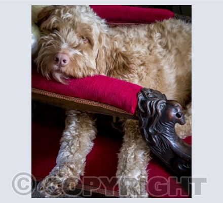 Category #5 Miscellaneous 11 Images