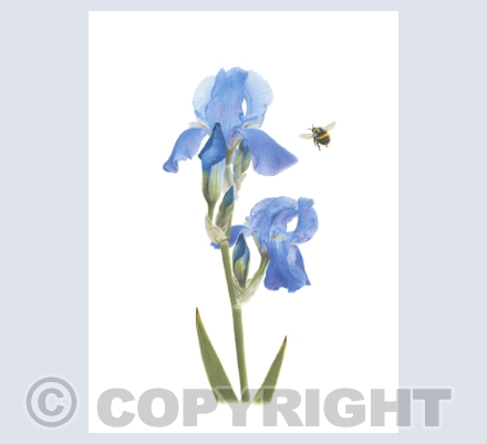  BumbleBees and Flowers