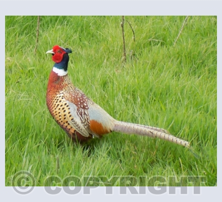 Wildlife Photography