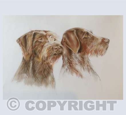 Domestic animals