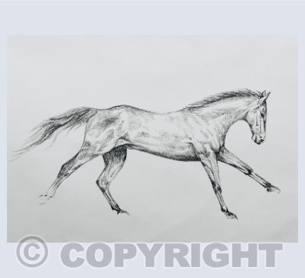 Equestrian