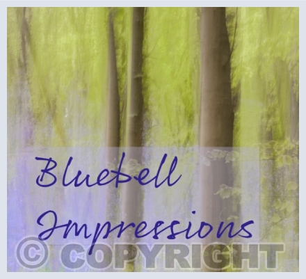 Bluebell Impressions