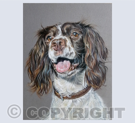 Springer Spaniels