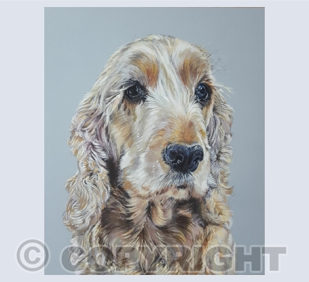 Cocker Spaniels