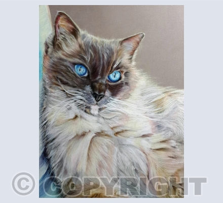 Ragdoll Cats