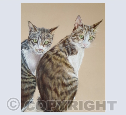 Tortoiseshell Cats