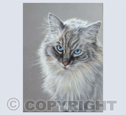 Cats