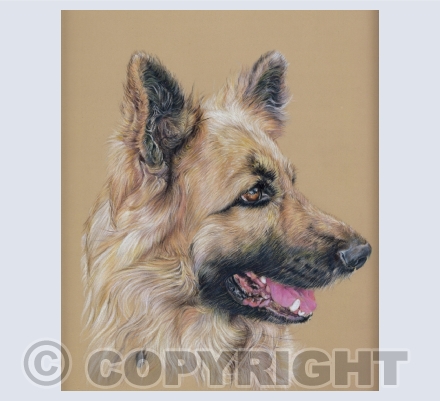 German Shepherds