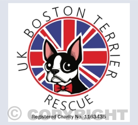 UK Boston Terrier Rescue