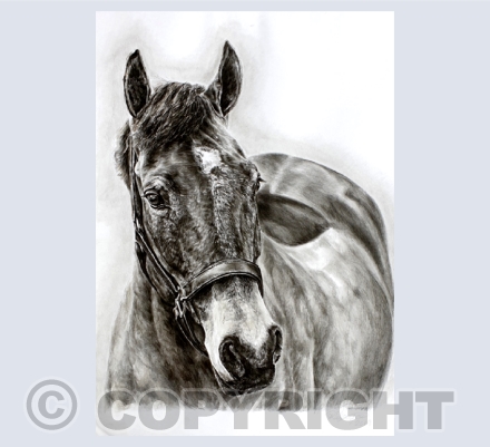 Equestrian