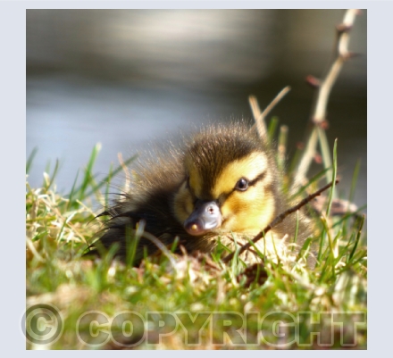 Wildlife Cards