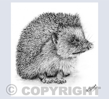 wildlife cards