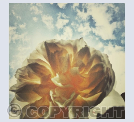 Points of View of Flowers