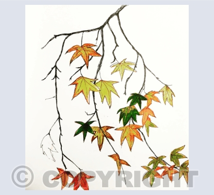 Woodland and plant life