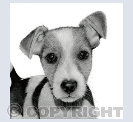 Cute Pets