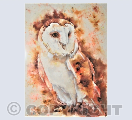 Barn Owls