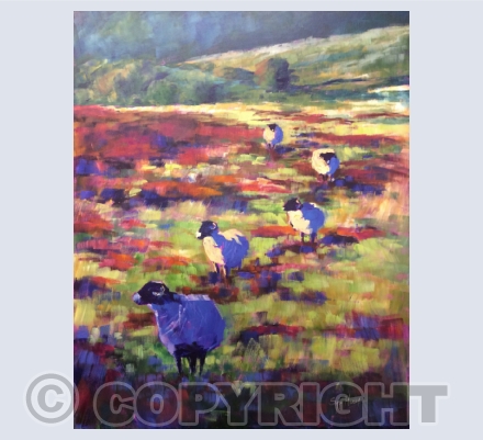Sheep