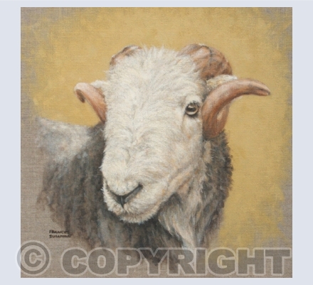 Farm Animal & Tractor Cards