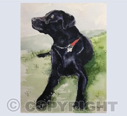 Pets