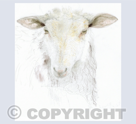 Sheep