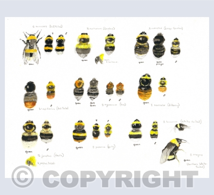 Insects