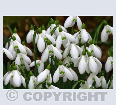 Spring flowers