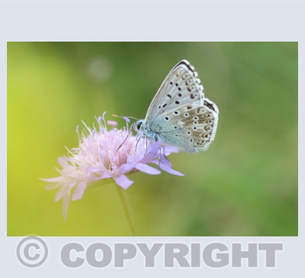 Butterflies