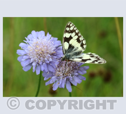 Marbled White Butterfly