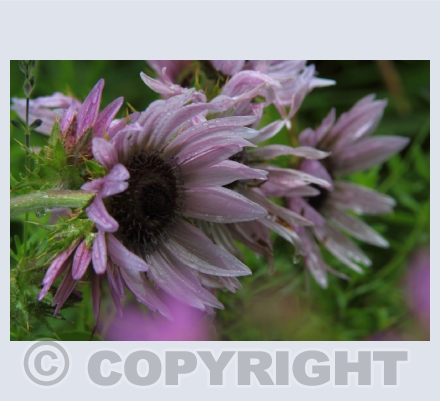 Beautiful Flora
