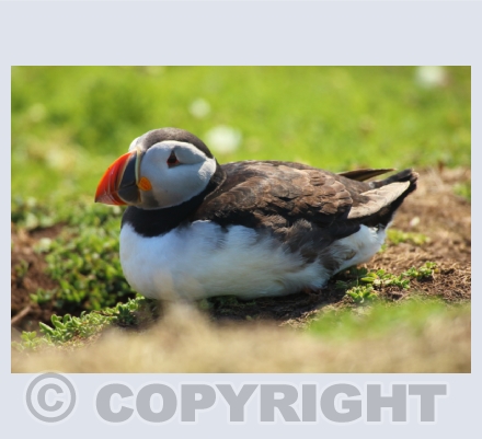 Puffins