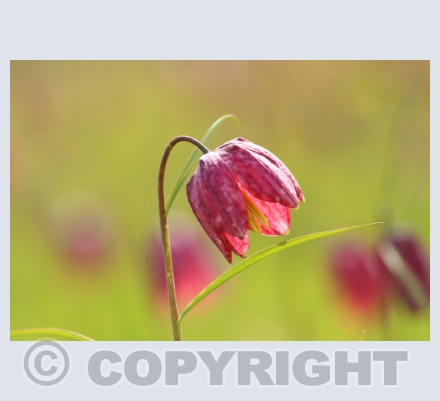Snakeshead fritillaries