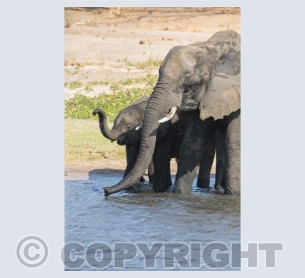 African animals