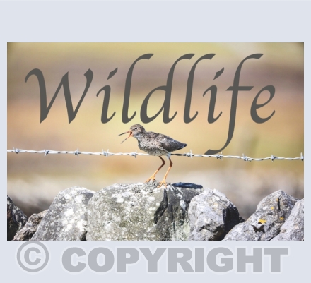 Greeting Cards- Wildlife