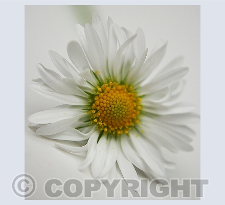 RTSO Greeting Cards