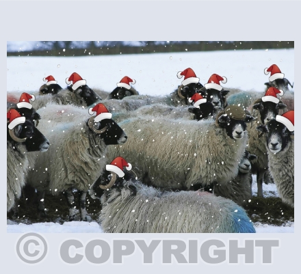 Christmas Greeting Cards