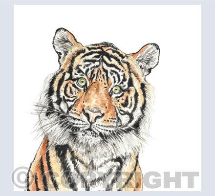 Tiger Tiger