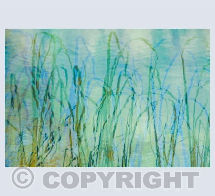 At the Pond