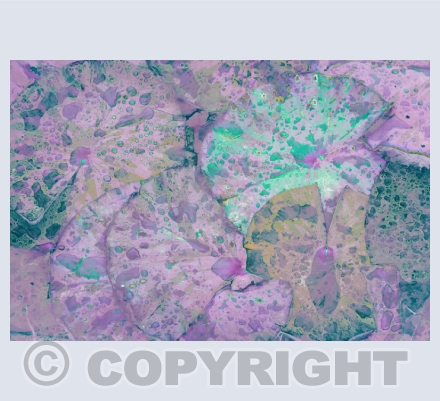 Water Lily Abstracts