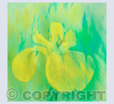 Spring Flowers