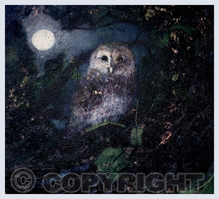 Owls
