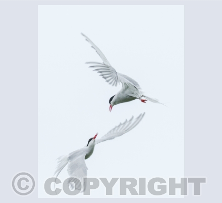 Seabirds