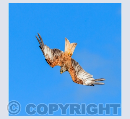 Birds of Prey