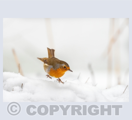 Garden Birds