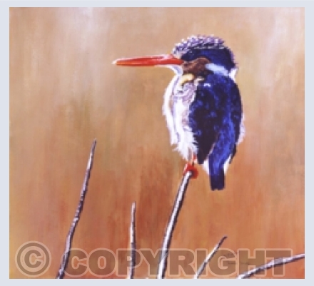 Birds